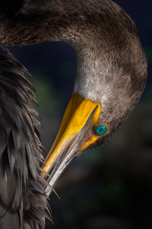 Preening Cormorant